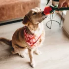 BZ VALENTIN KUTYAJÁTÉK  RÓZSA 30CM
