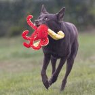 BZ SUMMER KUTYAJÁTÉK POLIP 56CM PIROS