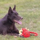 BZ SUMMER KUTYAJÁTÉK POLIP 56CM PIROS