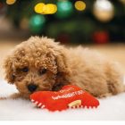 BZ KARÁCSONYI  PLÜSS CSONT KUTYAJÁTÉK 16 CM