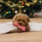 BZ KARÁCSONYI  PLÜSS CSONT KUTYAJÁTÉK 16 CM