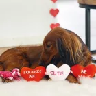 BZ VALENTIN  KUTYAJÁTÉK PLÜSS 45CM SZIVECSKÉK