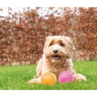 DOG COMETS LABDA  S