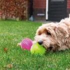 DOG COMETS EXOPLANET LABDA PINK M MÉRET