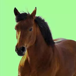 LÓ