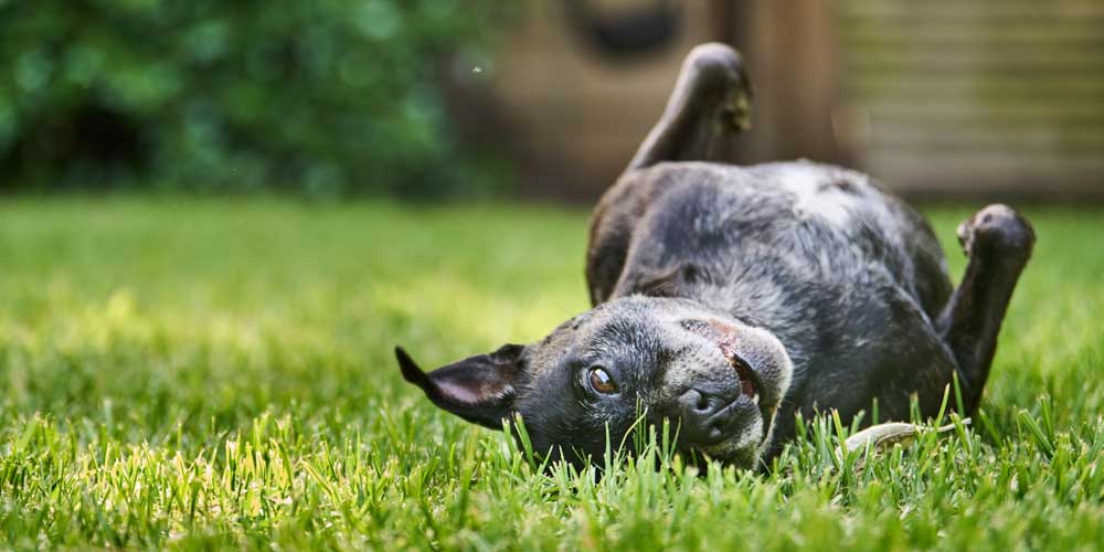 Segítség, a kutyám kiégeti a gyepet! – Megoldások a sárga foltok ellen